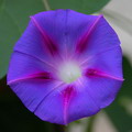 Tall , Common Morning Glory,شکوه صبح